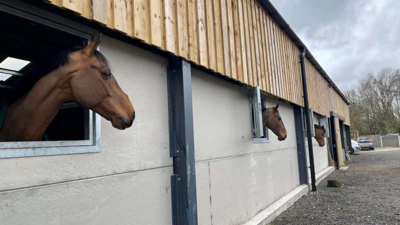 Show Jumping Company