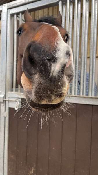 Show Jumping Company
