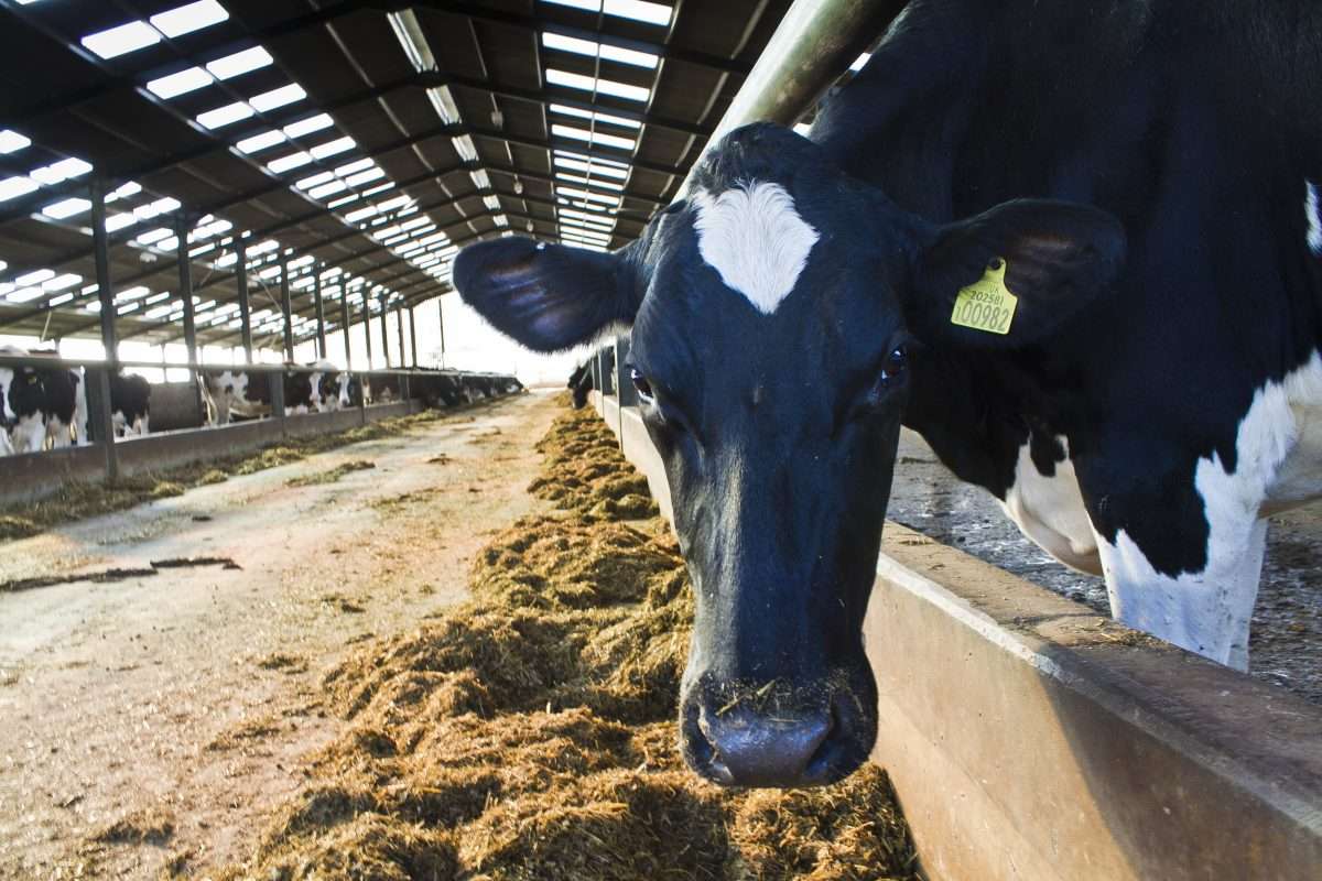 Building the best for your herd