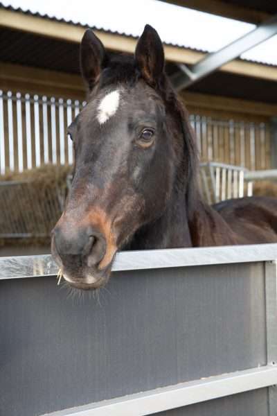 Equine Barn Duo