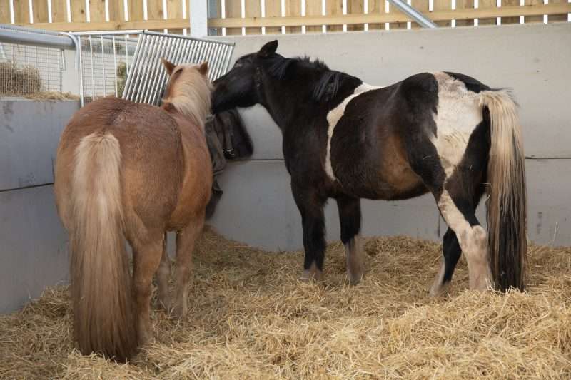 Equine Barn Duo